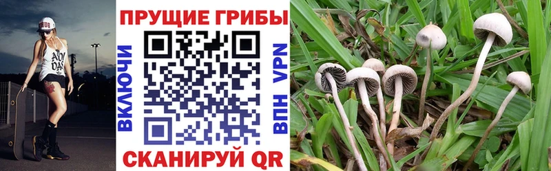 Псилоцибиновые грибы Psilocybine cubensis  Купить закладки  Баймак 